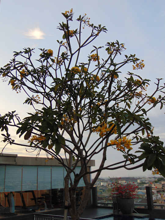 Gartenanlage Hilton Garden Inn Jakarta Taman Palem