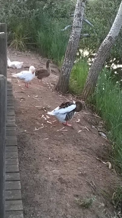 Lassen sich nicht stören! Universal Hotel Castell Royal