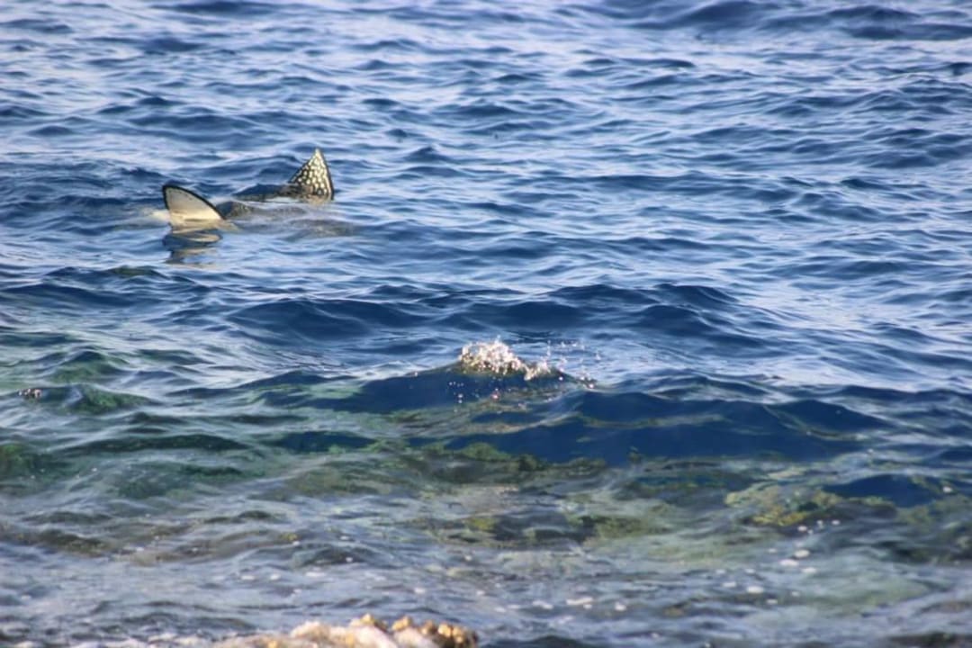 Rochen direkt am Riff Pickalbatros Citadel Resort