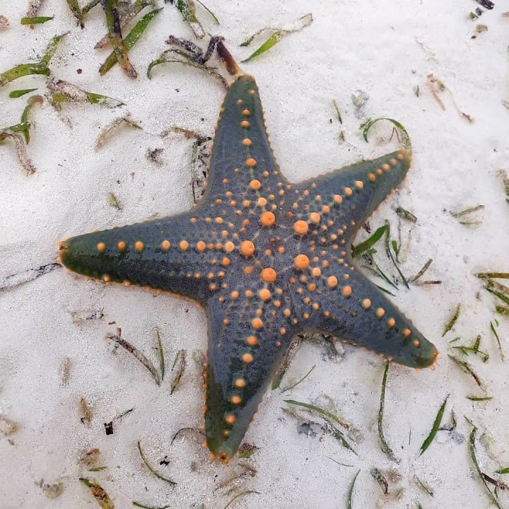 Sonstiges Neptune Pwani Beach Resort & Spa