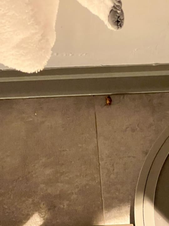 Zimmer Paloma Finesse