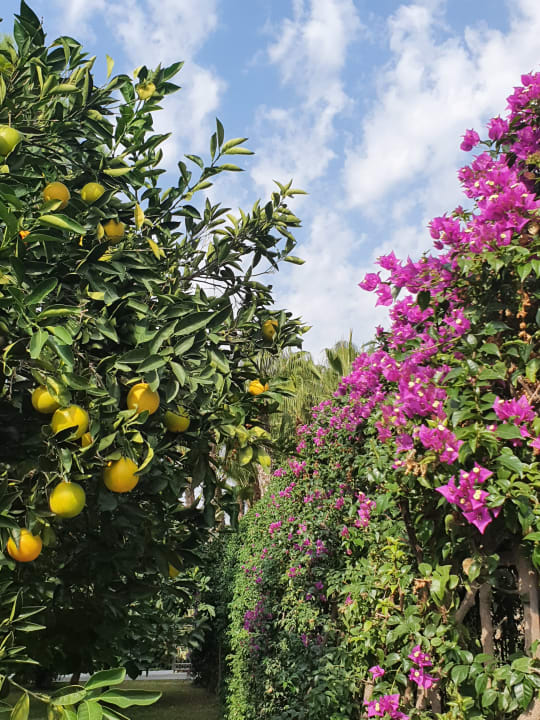 Gartenanlage Hotel Miramare Beach