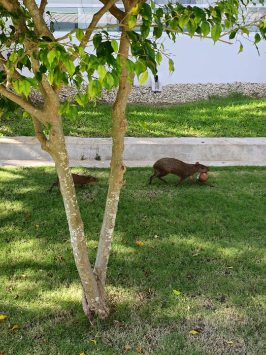 Gartenanlage Hotel Riu Playacar