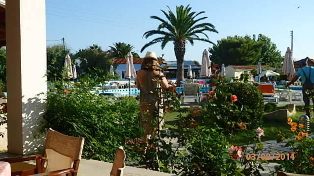 Gartenanlage mit Palme Hotel Albatros