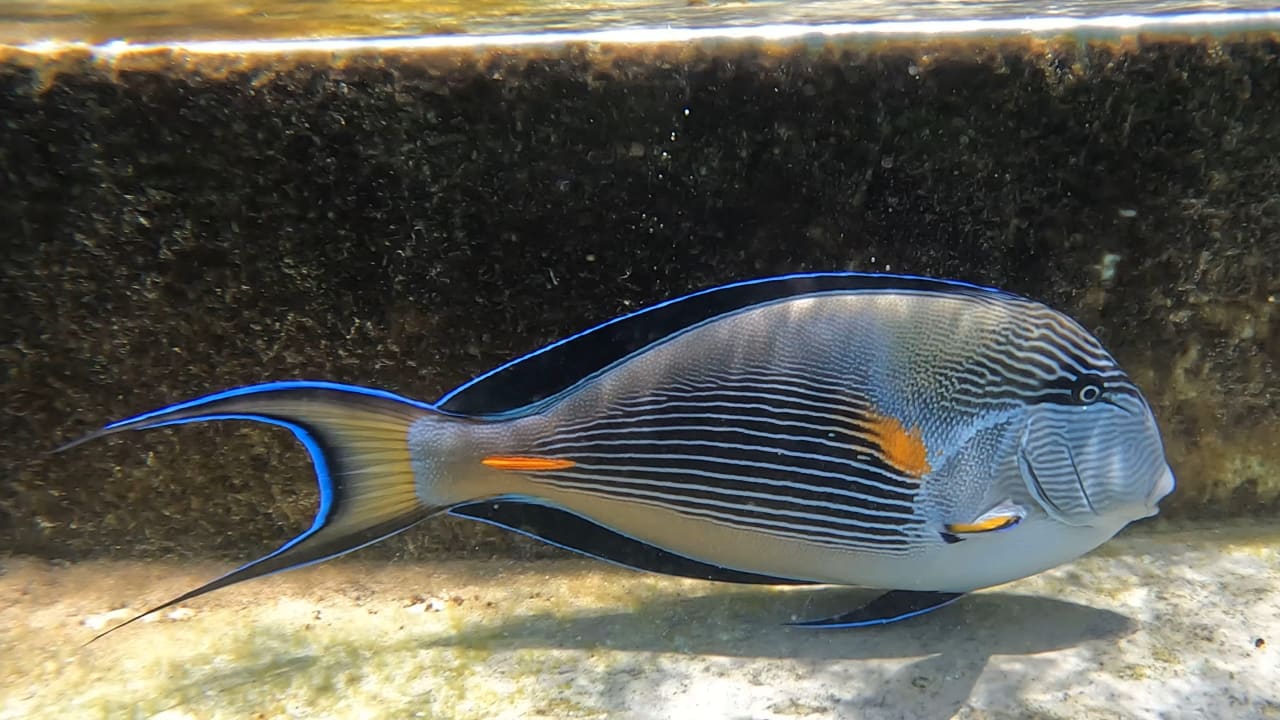 Strand Cleopatra Luxury Resort Makadi Bay