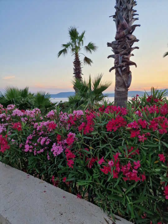 Gartenanlage Royal Teos Thermal Resort Clinic & SPA