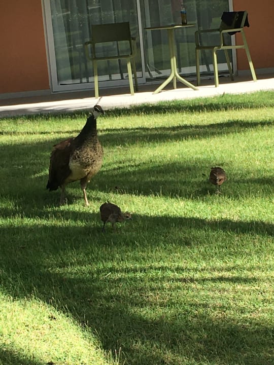 Gartenanlage Caribe Deluxe Princess