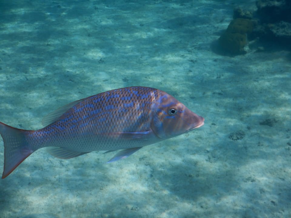 Sport & Freizeit Tropitel Sahl Hasheesh