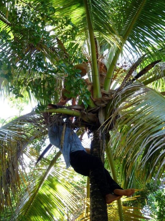 Vor unserem Bungalow Wyndham Alltra Samana