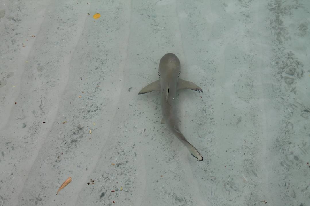 Riffhai Kuramathi Maldives