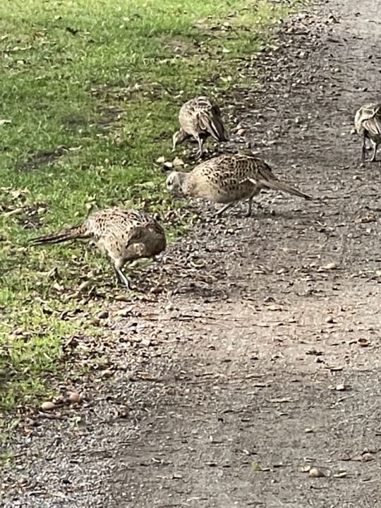 Sonstiges Romantik Hotel Jagdhaus Eiden am See