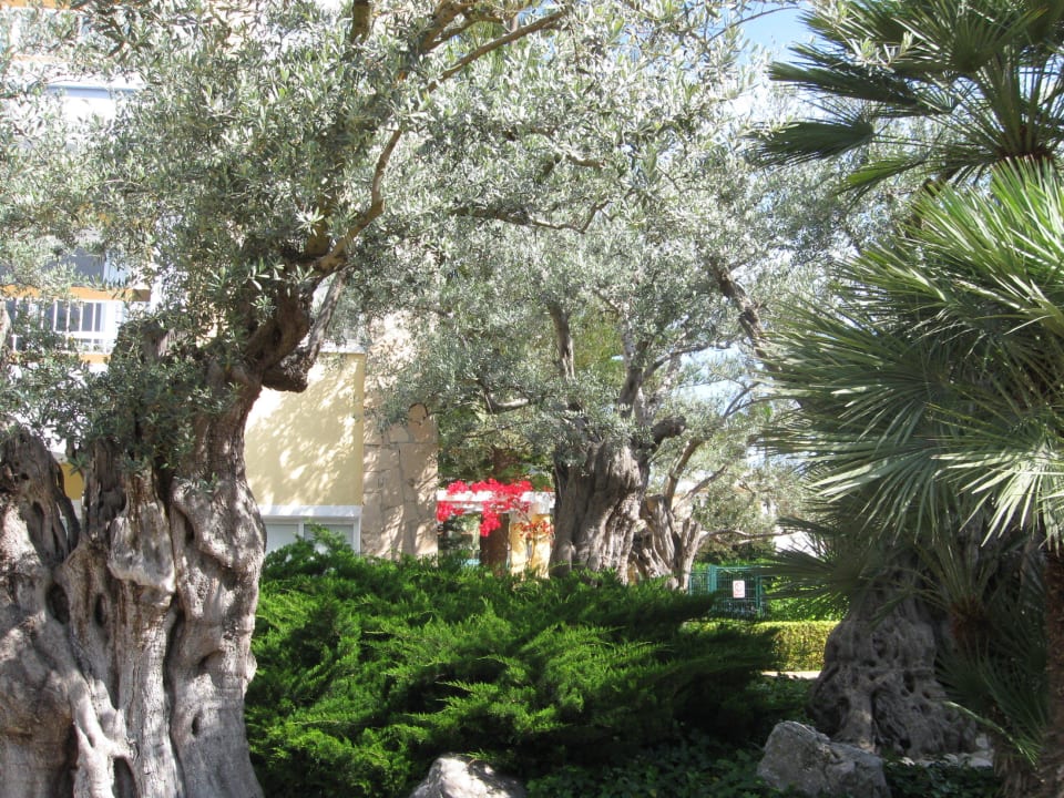 Olivenbäume in der Anlage Alcudia Garden Aparthotel