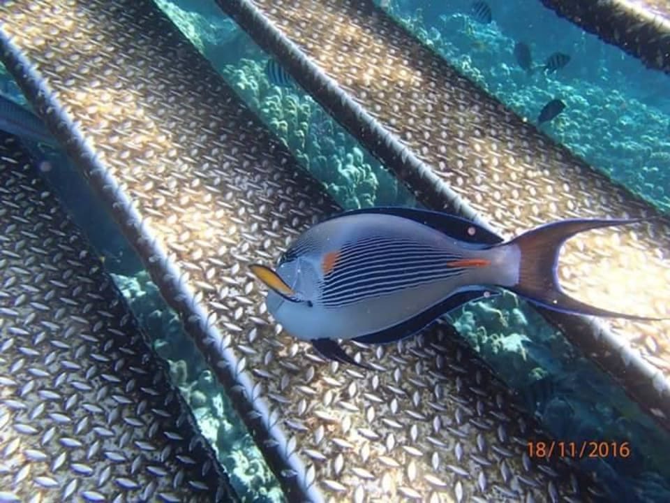 An der Treppe vom Steg Grand Makadi