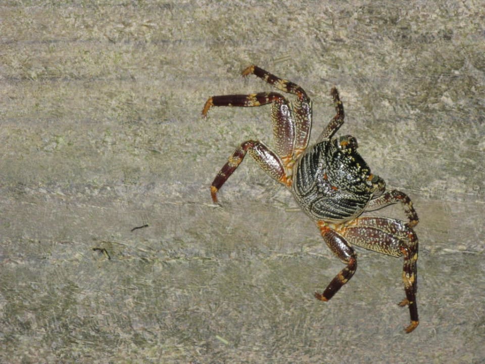 Interessant Meeru Maldives Resort Island