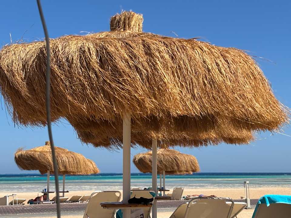 Strand JAZ Elite Asteria