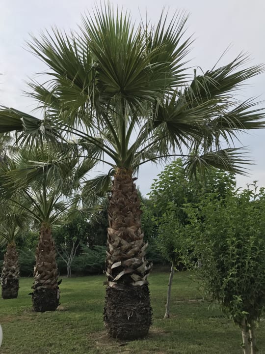 Gartenanlage VONRESORT Golden Beach