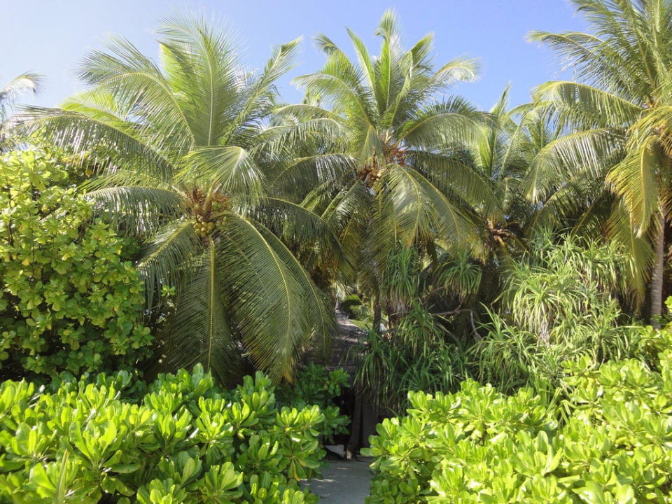 Strandbungalow unter palmen Angaga Island Resort