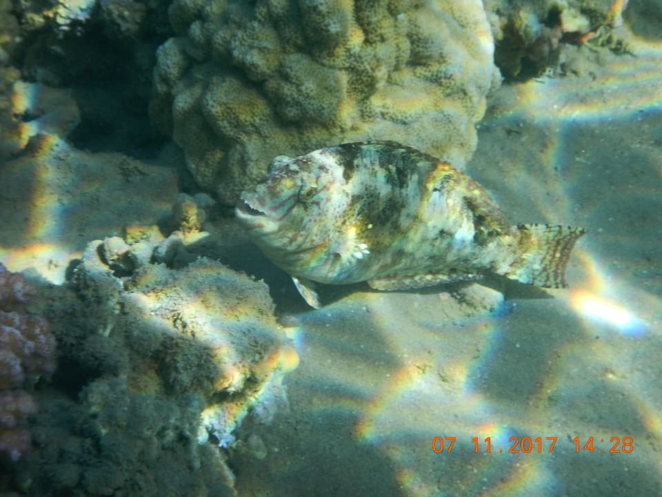 Strand Cleopatra Luxury Resort Makadi Bay