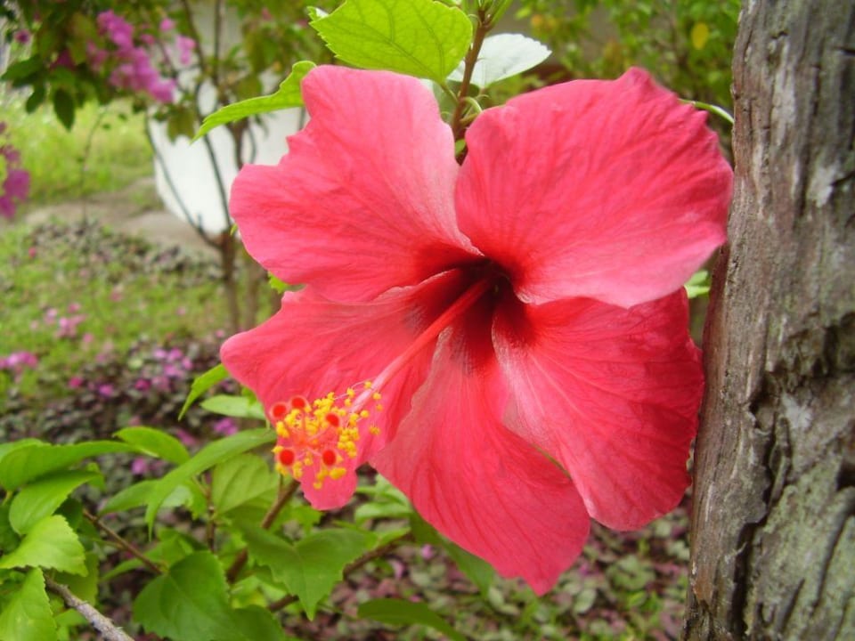 Pflanzenwelt Kuramathi Maldives