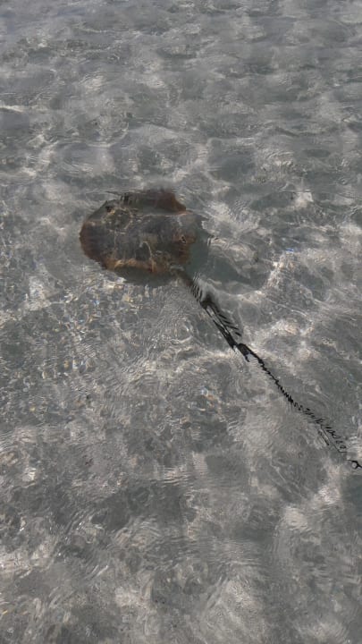 Strand Adaaran Select Meedhupparu Island Resort - Premium All Inclusive