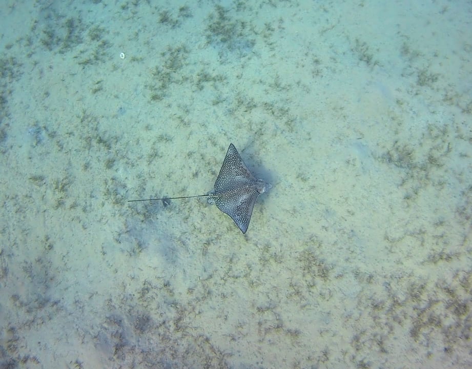 Strand Malikia Resort Abu Dabbab