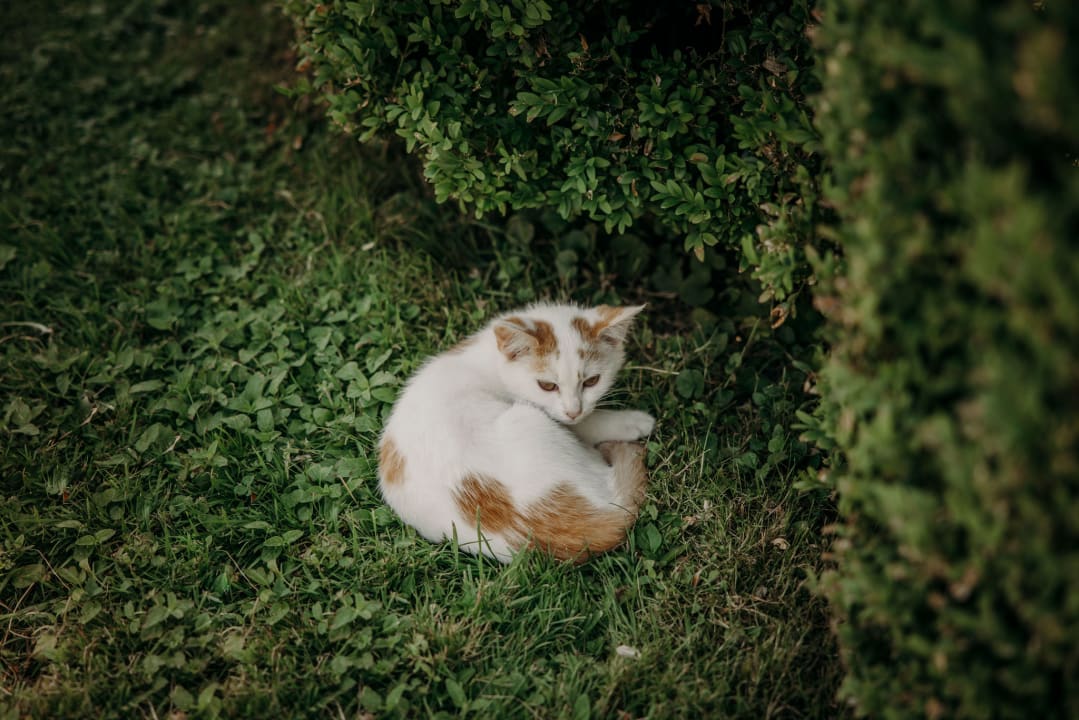 Gartenanlage Hotel Ferienparadies Lerch