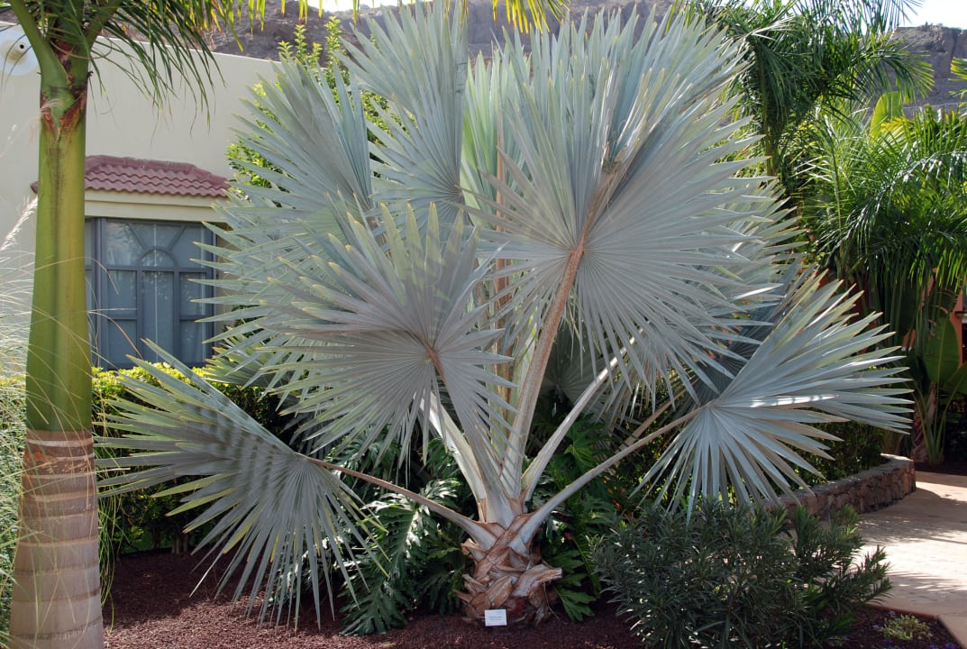 Palme Hotel Cordial Mogán Playa