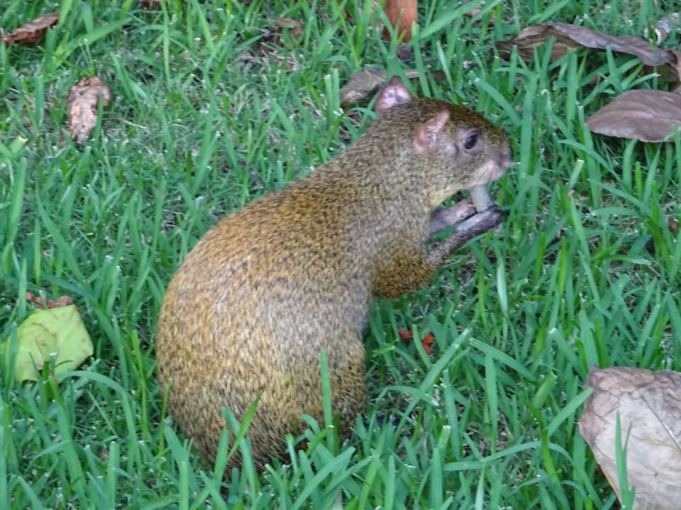 Tiere im Hotel Bahia Principe Luxury Akumal
