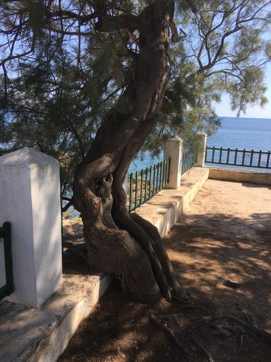 Gartenanlage Hotel Serrano Palace