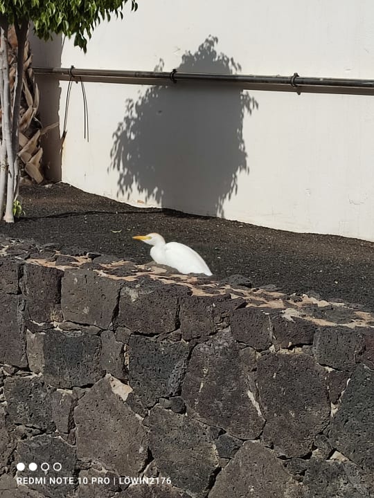 Außenansicht Hotel Grand Teguise Playa
