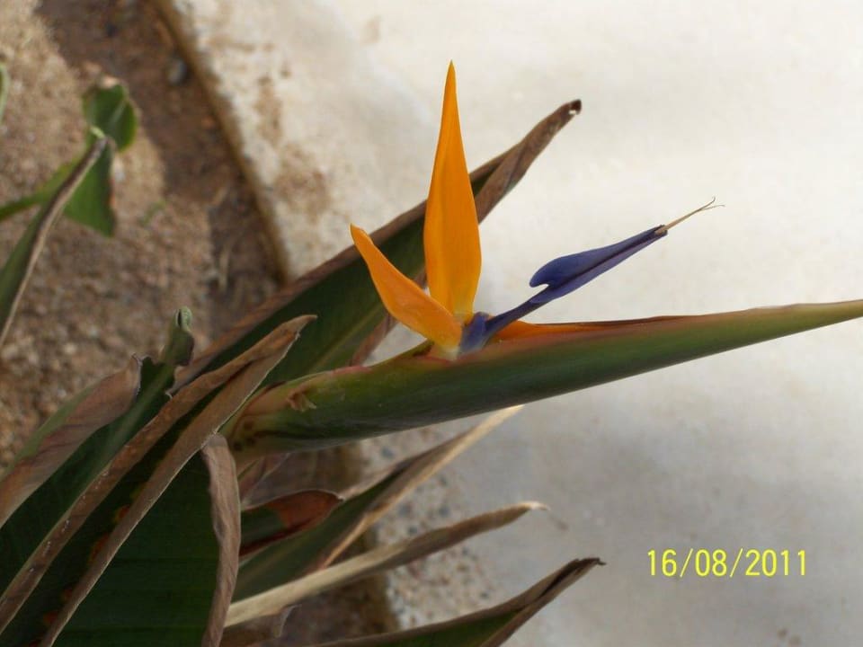 Blume Stella Beach Resort & Spa Makadi Bay