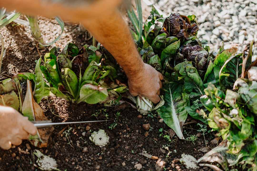 Gartenanlage Hotel & Gasthof zum Hirschen