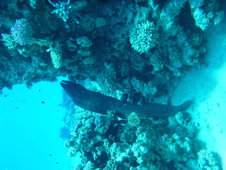 Strand Malikia Resort Abu Dabbab