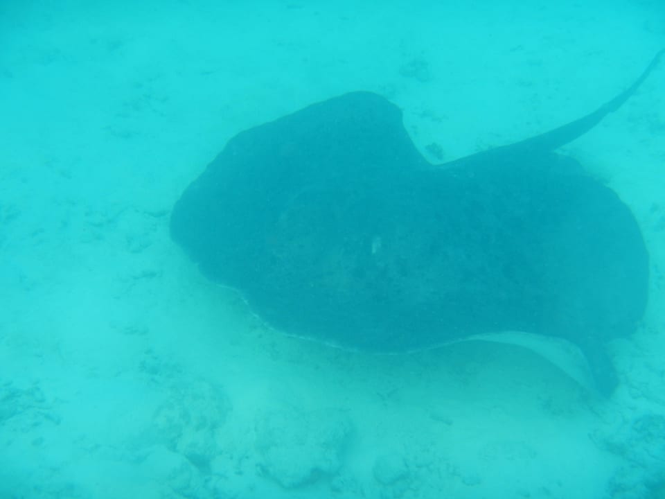 Stingray Summer Island Maldives