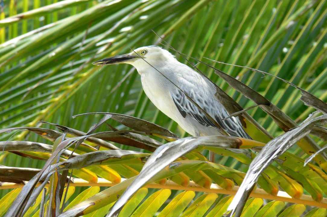 Einer der fleißigen Fischer Summer Island Maldives