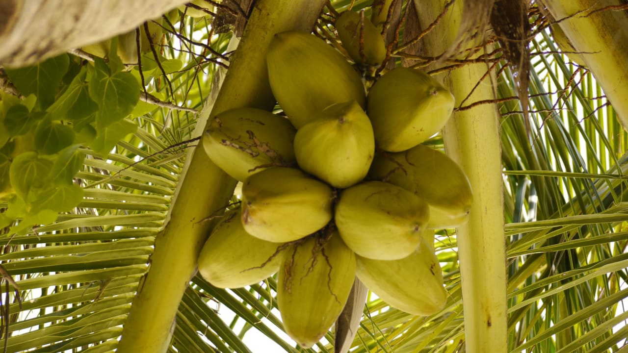 Gartenanlage Adaaran Select Hudhuran Fushi - Premium All Inclusive