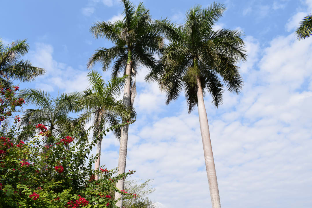 Gartenanlage Akumal Bay Beach & Wellness Resort