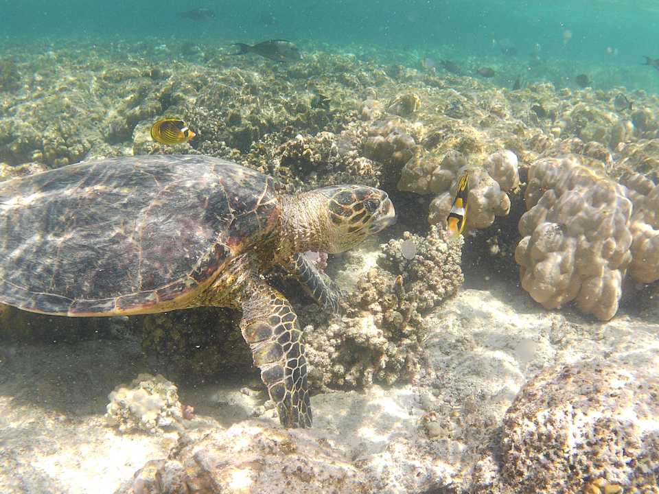 Strand Beach Safari Nubian Resort