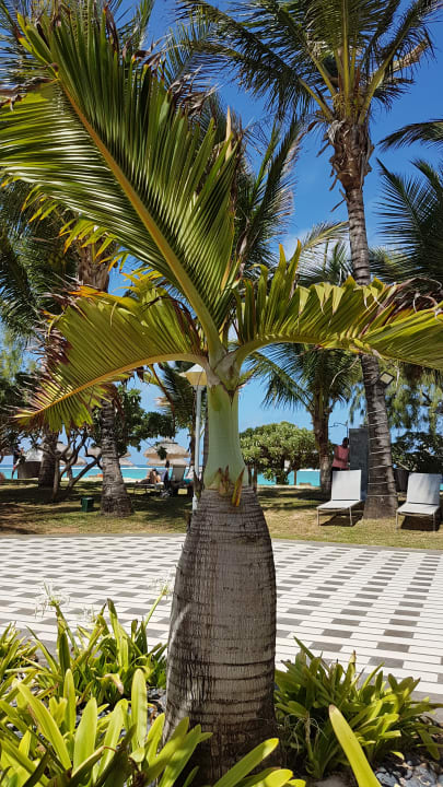 Gartenanlage Crystals Beach Resort Belle Mare, a member of Radisson Individuals
