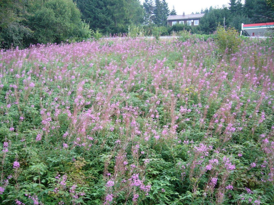 Ausblick von meinem Zimmerfenster Hotel Hanneli