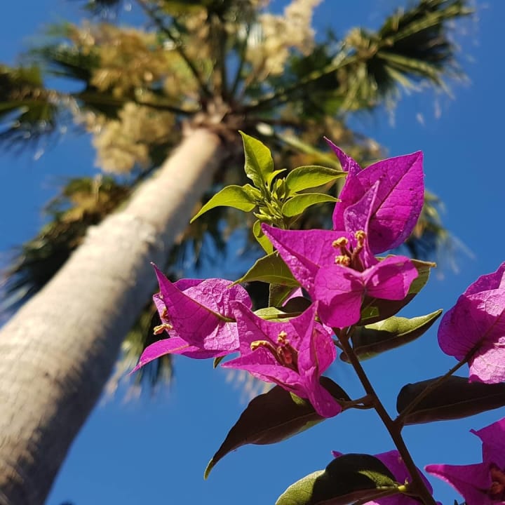 Gartenanlage Belek Beach Resort Hotel