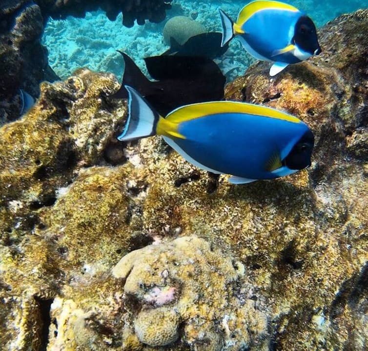 Hausriff Kuramathi Maldives