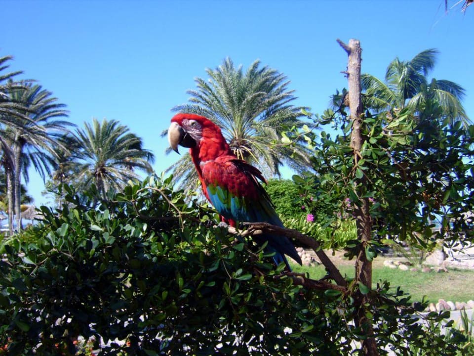 Freifliegende Papageien im Garten... Hotel Coche Paradise Resort