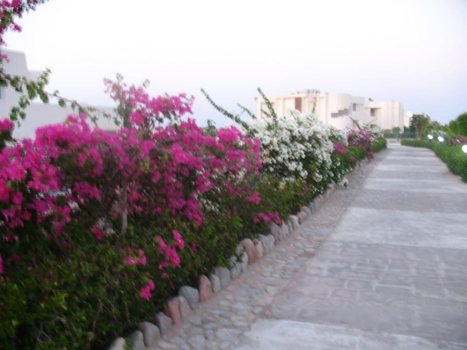 Alejki Hurghada Long Beach Resort