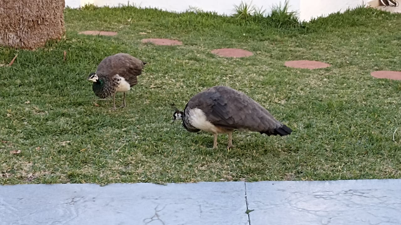 Gartenanlage HL Miraflor Suites Hotel