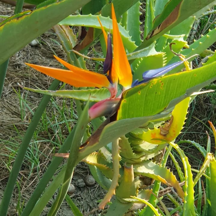 Gartenanlage Seaden Sea World Resort & Spa