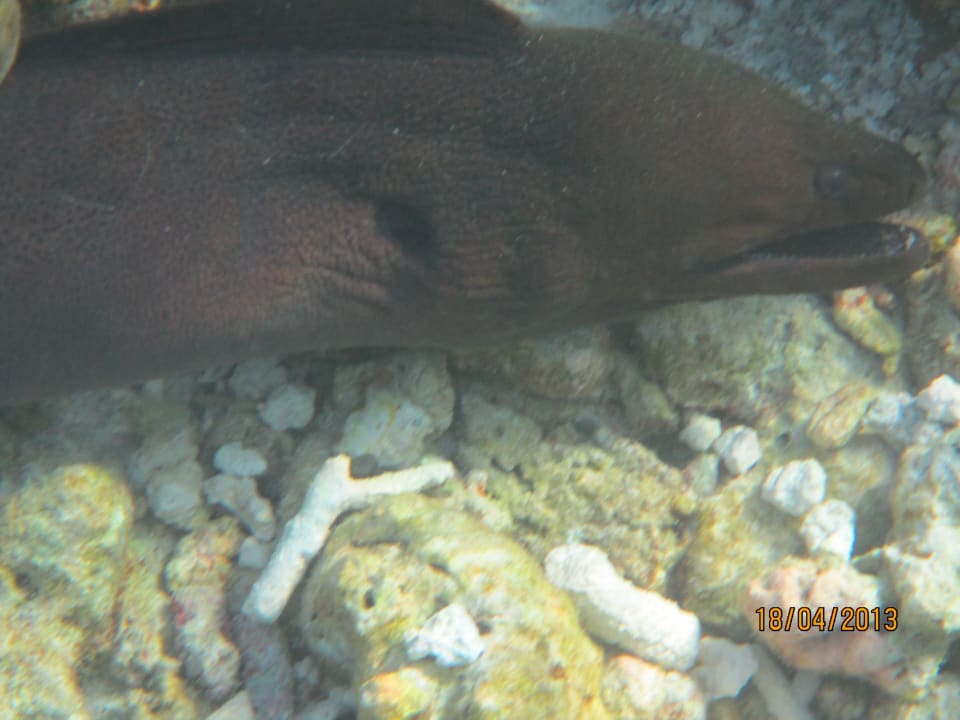 Beim Schnorcheln Vilamendhoo Island Resort & Spa