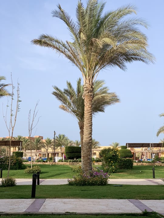Gartenanlage Malikia Resort Abu Dabbab