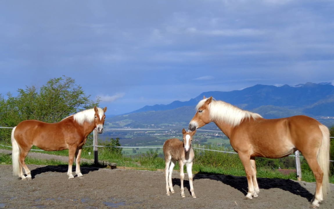 Pferde in der Abendsonne mit Blick ins Inntal Ferienhaus Stipfing