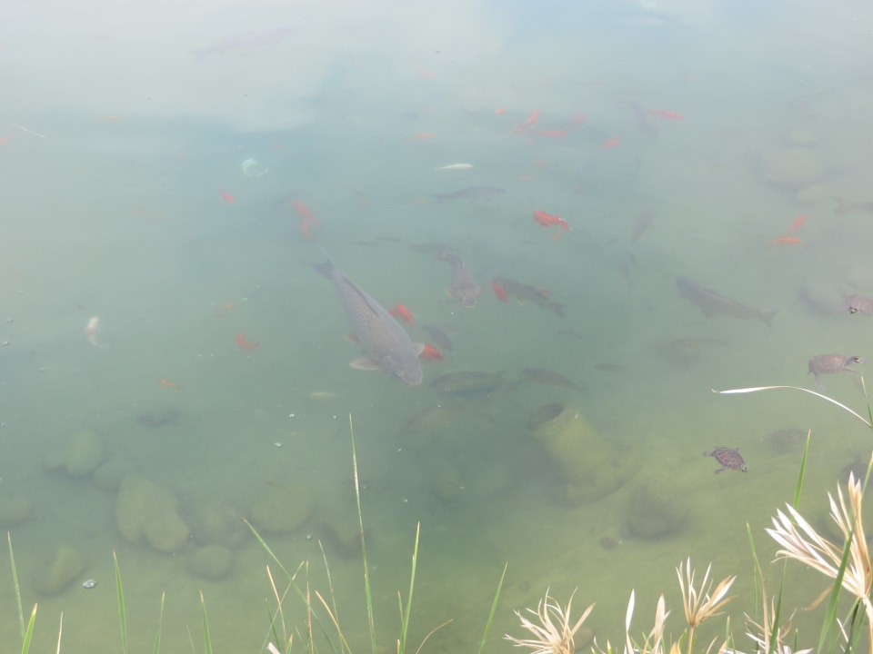 Im Teich sind sehr viele Fische Hotel Riu Tikida Palmeraie